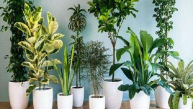 صورة “نباتات منزلية ذات قوة و أناقة”