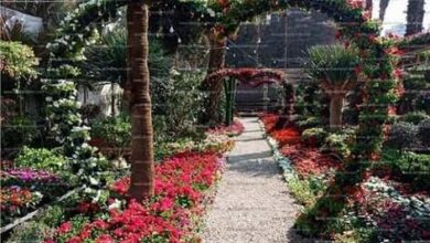 صورة حديقة الأورمان هي حديقة في محافظة الجيزة بمصر